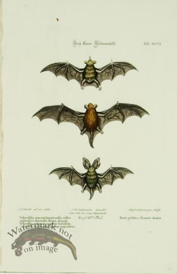 SSM 04 Trois petites Chauve-Souris (Three Small Bats)